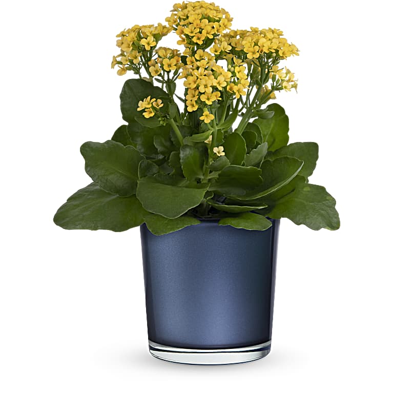 Golden Morning Plant