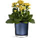 Golden Morning Plant
