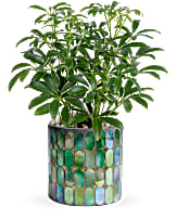 Teleflora's Leaves of Glass Plant