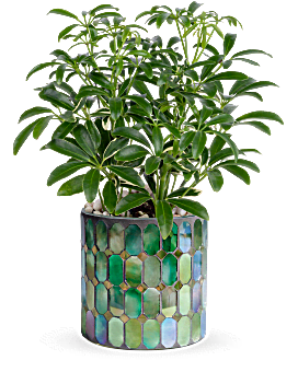 Funeral plants sales