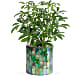 Leaves of Glass Plant