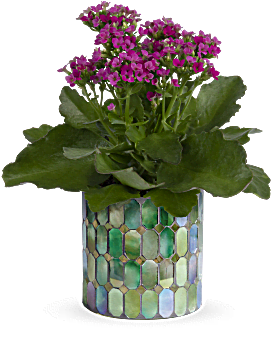 Pink , Mixed Bouquets , Memorable Mosaic Plant , Same Day Flower Delivery By Teleflora