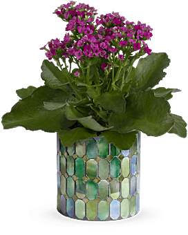 Teleflora's Memorable Mosaic Plant Plant