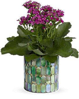 Teleflora's Memorable Mosaic Plant Plant