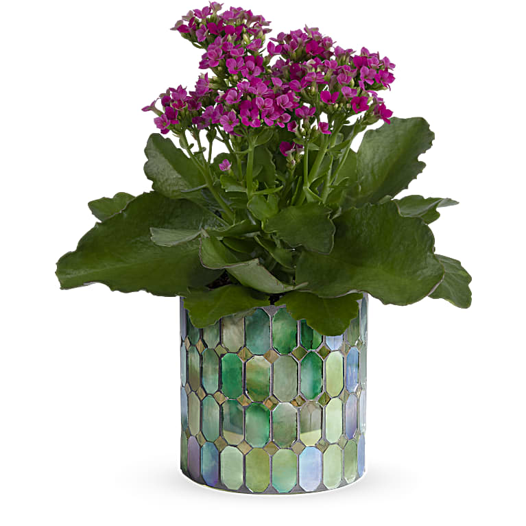 Memorable Mosaic Plant