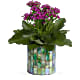 Memorable Mosaic Plant