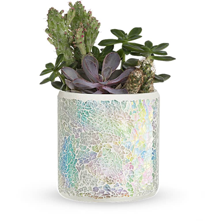 Iridescent Oasis Garden
