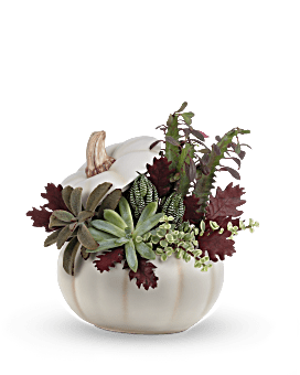 Teleflora's Spooky Succulent Garden Plant