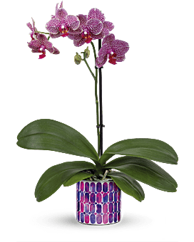 Jewel Shine Orchid , Orchids , Same Day Flower Delivery , Purple , Teleflora