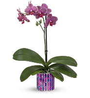 Teleflora's Jewel Shine Orchid