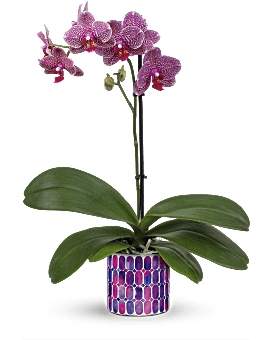 Teleflora's Jewel Shine Orchid