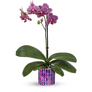 Teleflora's Jewel Shine Orchid