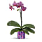 Teleflora's Jewel Shine Orchid Plant