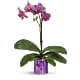 Jewel Shine Orchid