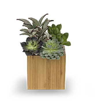 Teleflora's Mindful Moment Garden
