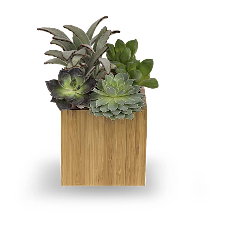 Mindful Moment Garden