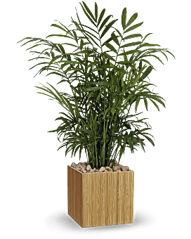 Planta de palma pacífica de Teleflora