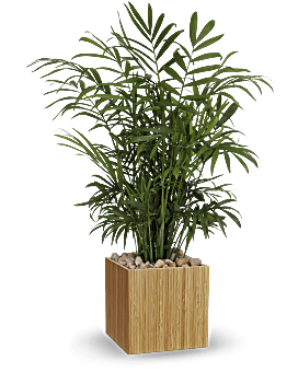 Teleflora's Peaceful Palm Plant