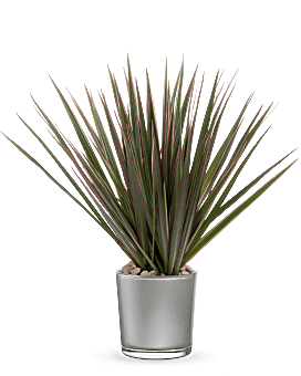Teleflora's Moonstone Dracaena Plant