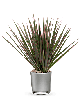 Teleflora's Moonstone Dracaena