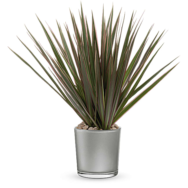 Teleflora's Moonstone Dracaena