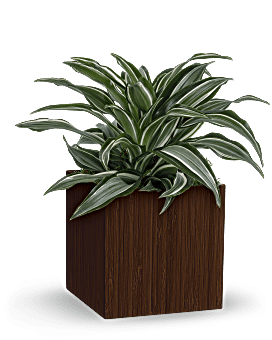 Soothing Dracaena , Mixed Bouquets , Same Day Flower Delivery , Green , Teleflora