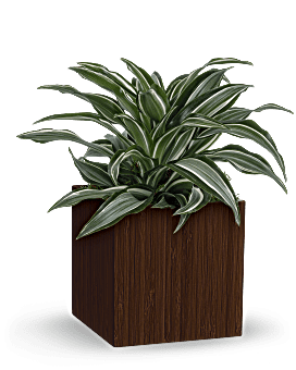 Planta calmante Dracaena de Teleflora