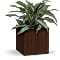 Teleflora's Soothing Dracaena Plant