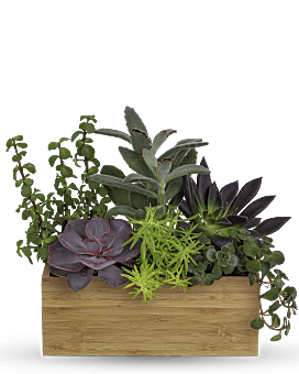 Teleflora's Grow Positive Garden Plant