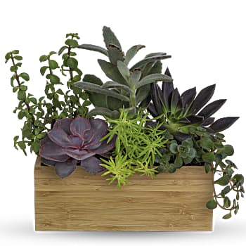 Teleflora's Grow Positive Garden