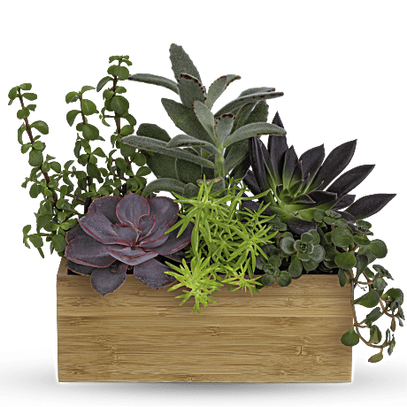 Teleflora's Grow Positive Garden