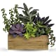 Grow Positive Garden