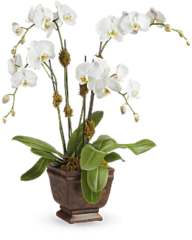 Teleflora's Blossoming Orchid Plant Plant