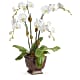 Blossoming Orchid Plant