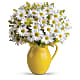 Sunny Day Pitcher of Daisies