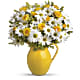 Sunny Day Pitcher of Daisies