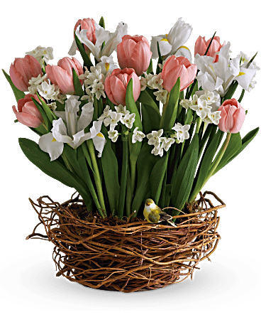 TulipSong