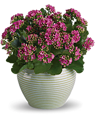 kalanchoe