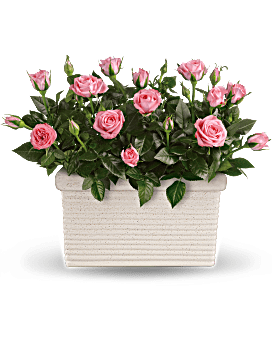 Rose Repose Bouquet - Teleflora